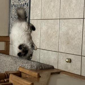 2nd Image of Yeti, Lost Cat