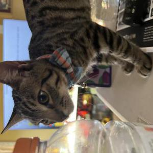Image of Lex Luther, Lost Cat