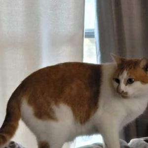 Lost Cat Marshmellow
