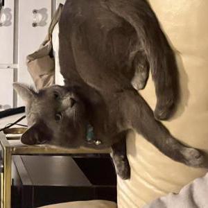 Image of UNKNOWN, Found Cat