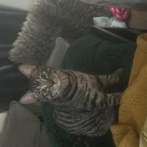 Image of Boo, Lost Cat