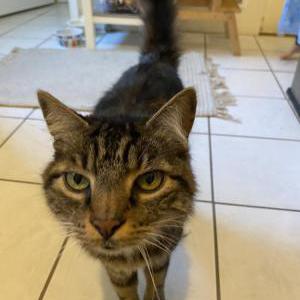 Image of Phoenix, Lost Cat