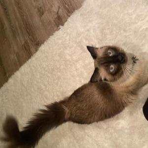 Image of Chance, Lost Cat