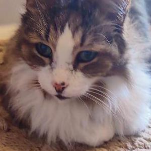 Lost Cat Zeke