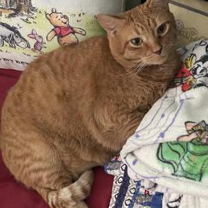 Lost Cat Brie Cheese