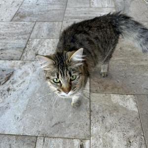 Image of unkown, Found Cat