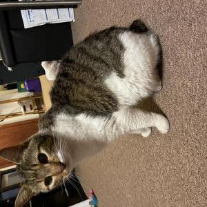 Lost Cat Gato