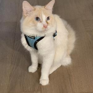 Lost Cat Fluffy