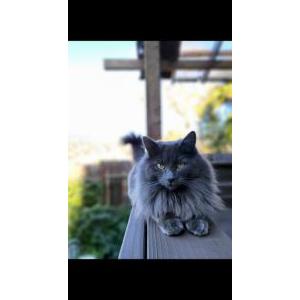 Image of Lana, Lost Cat