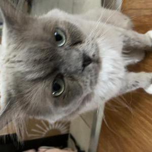 Lost Cat Eevee