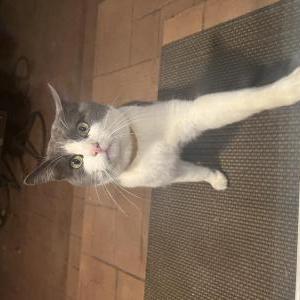 Found Cat Unknown
