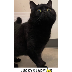 Image of Be be, Lost Cat