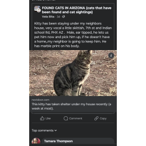 Image of Unknown, Found Cat