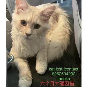 Lost Cat didi