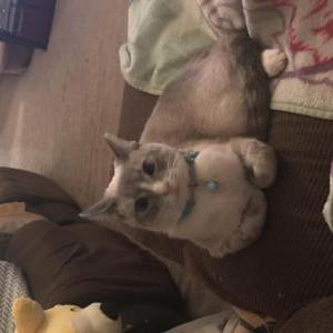 Image of Cleo, Lost Cat