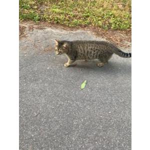 Lost Cat Milo