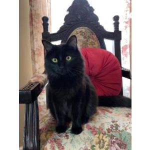 Lost Cat Sage