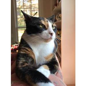 Lost Cat Tessa