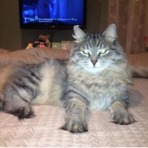 Lost Cat Natasha (Tashi)