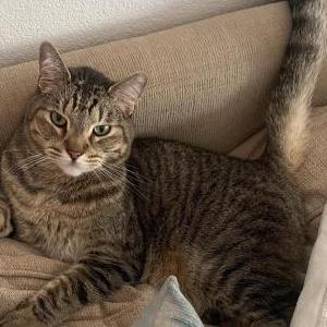 Image of Boosie, Lost Cat