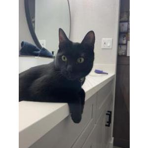 Image of Yoshi, Lost Cat