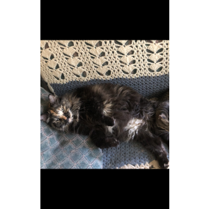 Lost Cat Skye