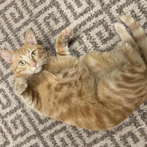 Lost Cat Mo