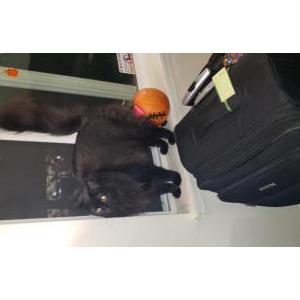 Lost Cat Makeena