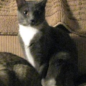 Lost Cat Chloe gray and white