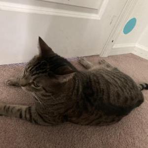 Lost Cat Star