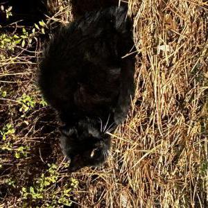 Found Cat Unknown