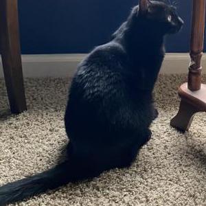 Lost Cat Goblin