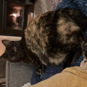 Lost Cat Mila