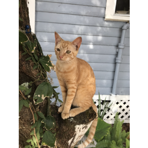 Lost Cat Jerry