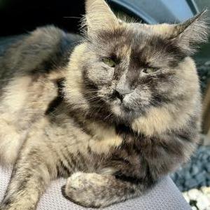 Lost Cat Ketty