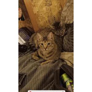 Image of Pinto Bean, Lost Cat