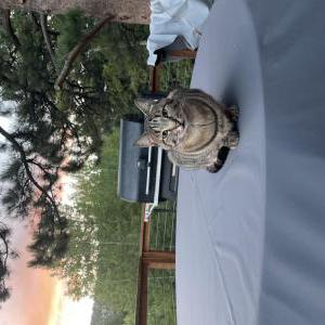 Lost Cat Arlo