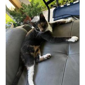 Lost Cat Misa