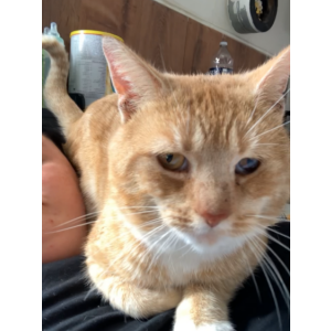 Lost Cat Billy