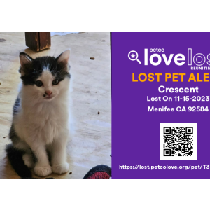 Lost Cat CRESCENT