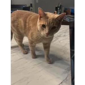 Lost Cat Simba