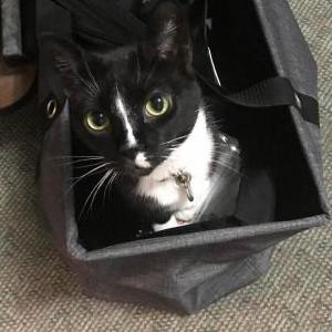 Lost Cat Ninja