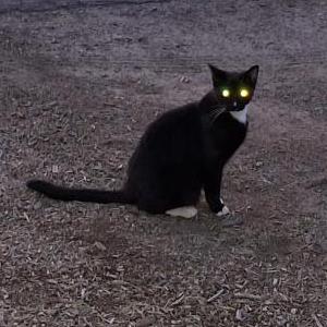 Lost Cat Dah