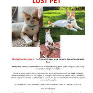 Lost Cat Alan