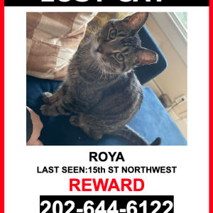 Lost Cat Roya
