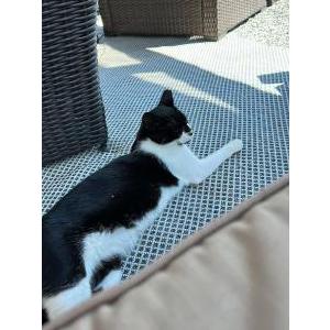 Image of Domino, Lost Cat