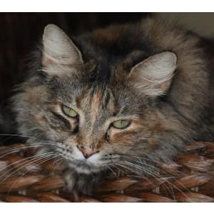 Image of Priscilla, Lost Cat