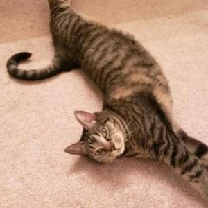 Lost Cat Sammi
