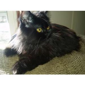 Lost Cat Blackjack