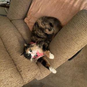 Lost Cat Lizzo